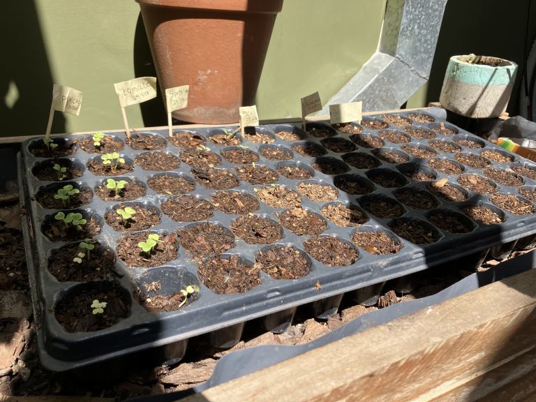 Seed tray with growing Pak Choi